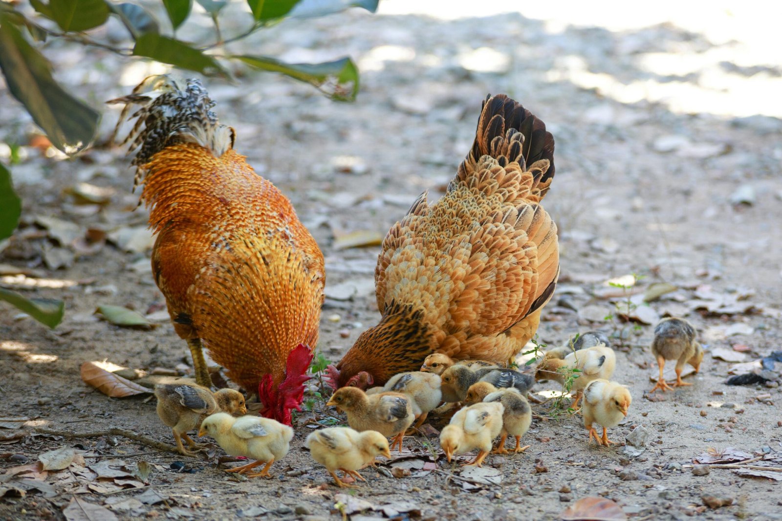 Two chickens eating