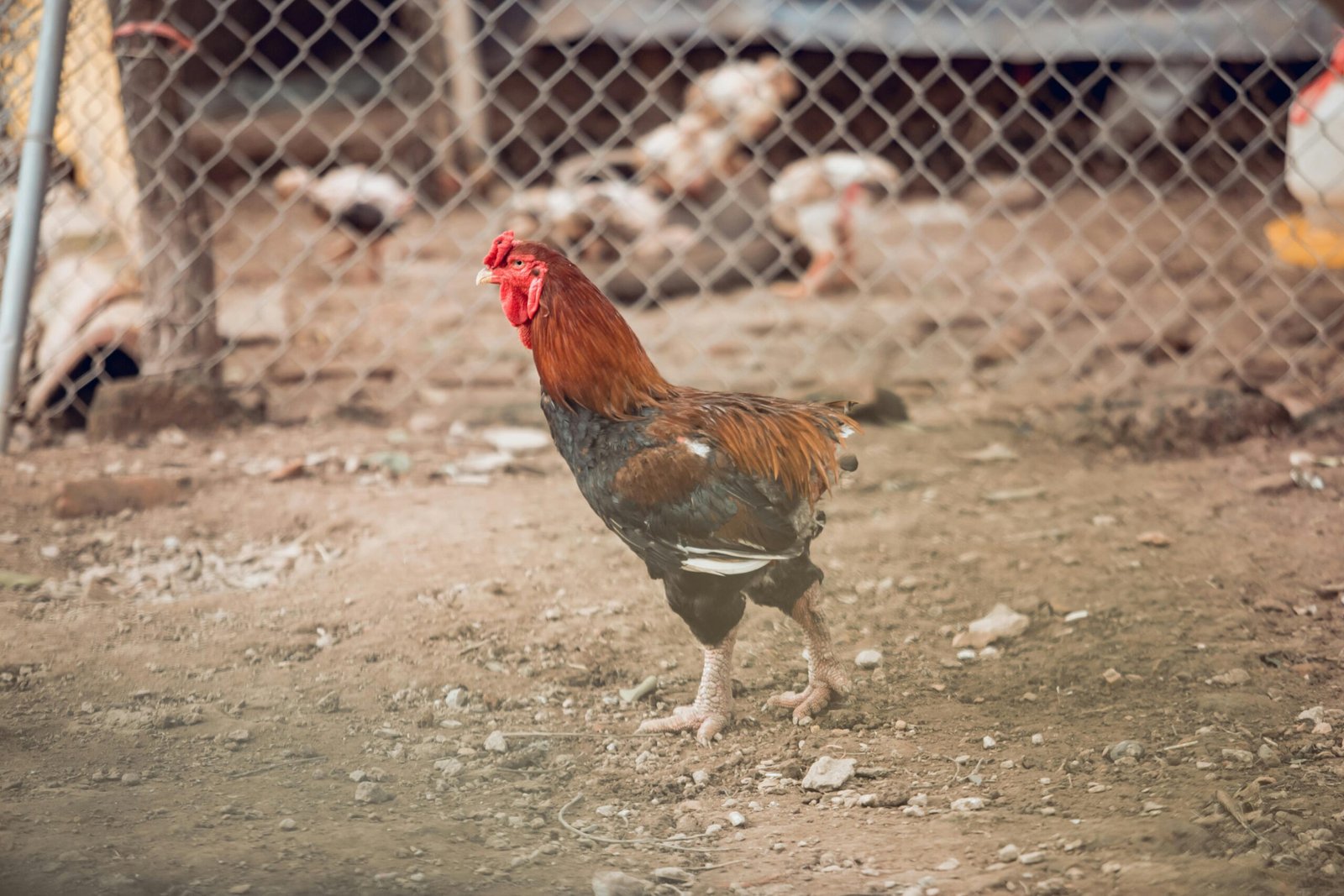 A photo of red color hen