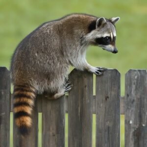 Will a Raccoon Kill Chickens? Protect Your Flock Now!