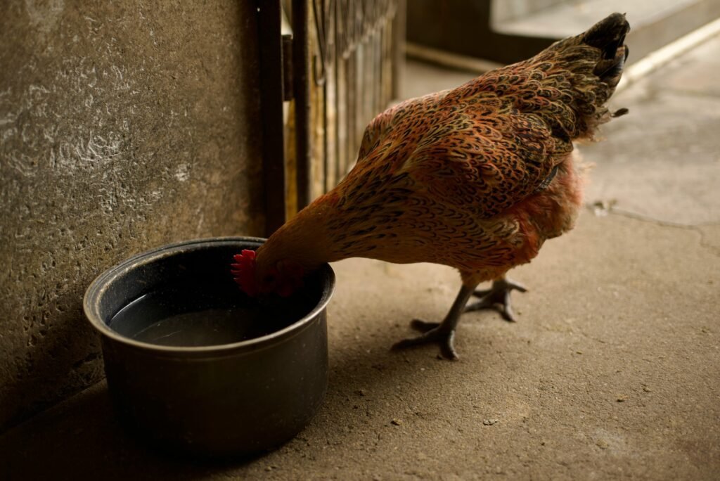 How Much Water Do Chickens Drink in a Day?