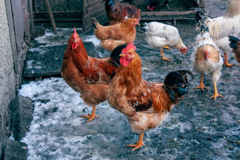 A photo of chickens