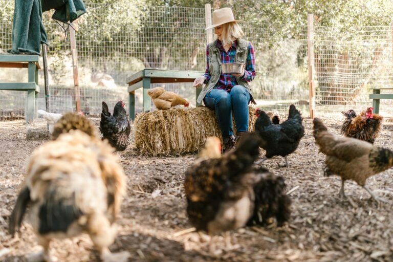 A photo of group of chickens