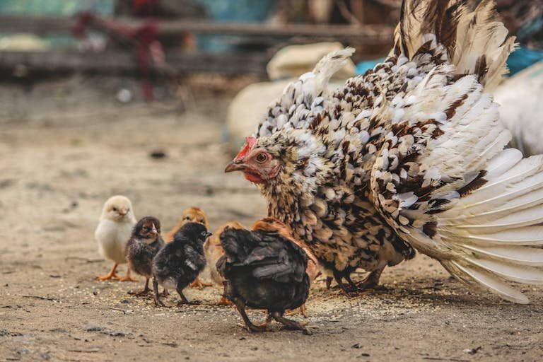 A mother hen and her chicks pecking on the ground in a rural outdoor setting.