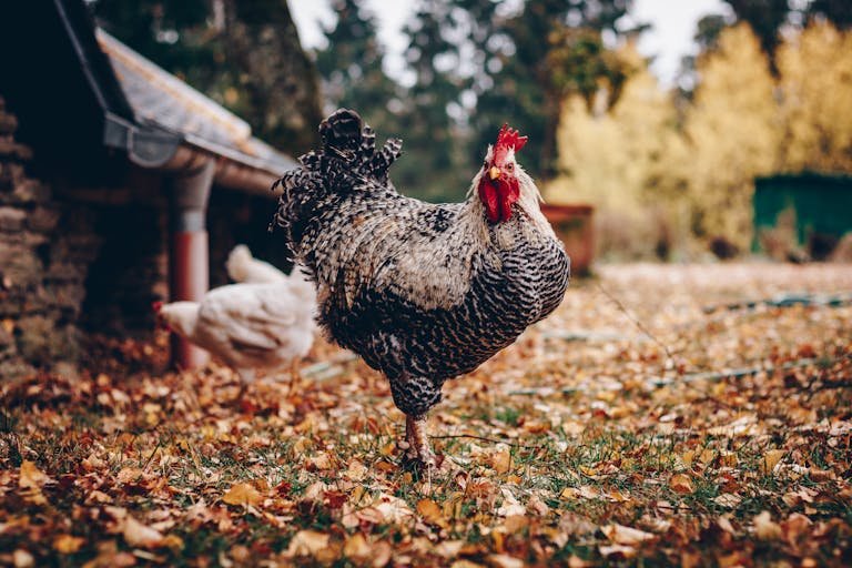 A striking rooster stands proudly on a farm covered in autumn leaves, displaying vibrant plumage.