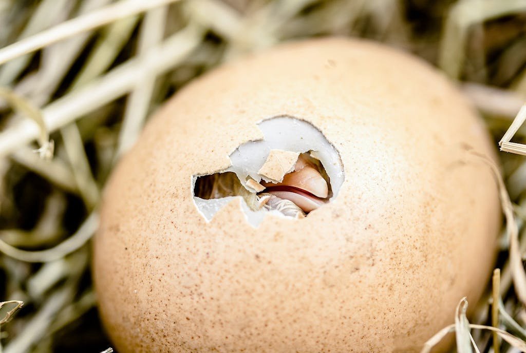 Chick Hatching from an Egg