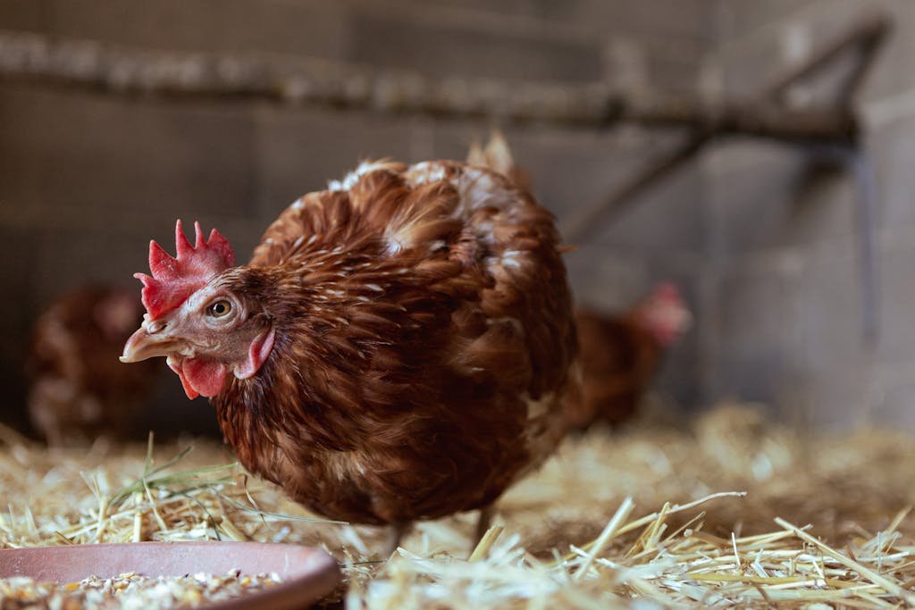 Detailed close-up of a brown hen inside a barn with straw bedding, showing farm life.