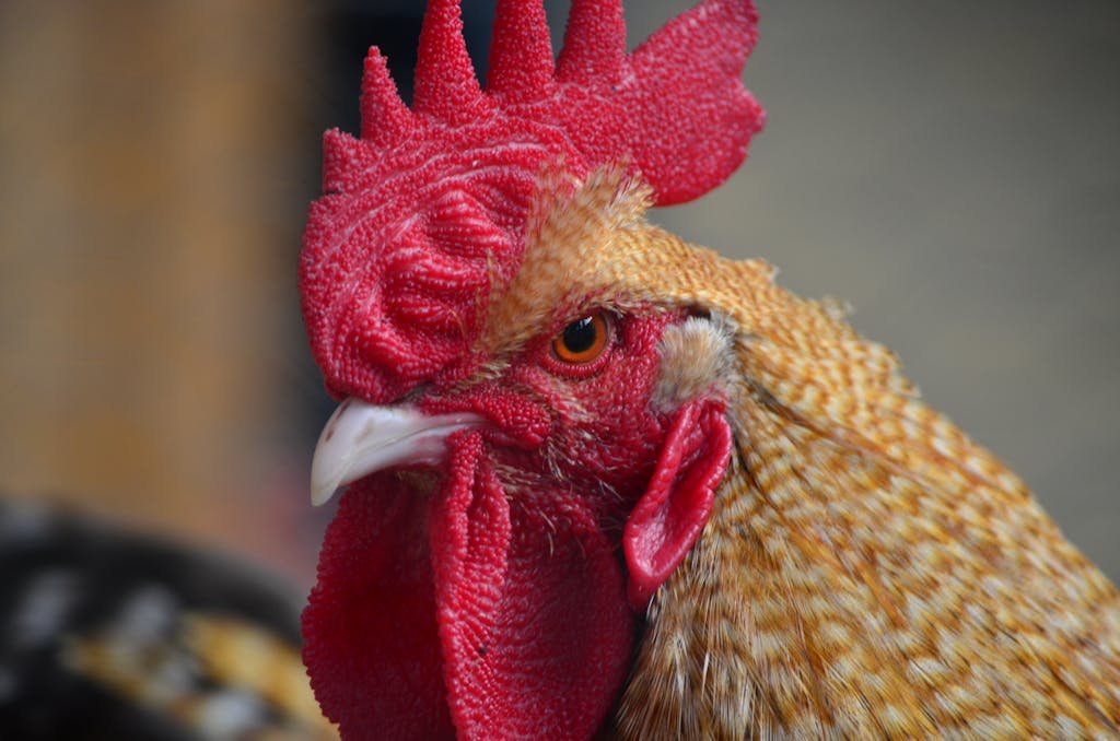 Detailed close-up of a rooster with vibrant red comb and intense gaze.