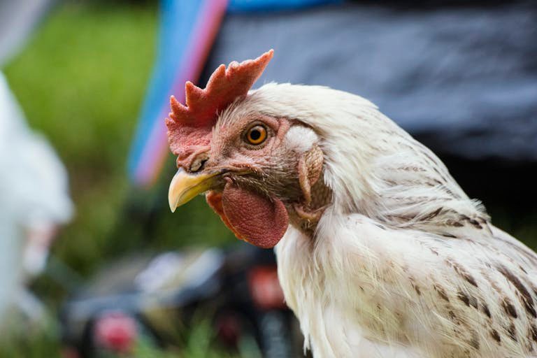 Detailed shot of a white chicken with a red comb in a natural setting.