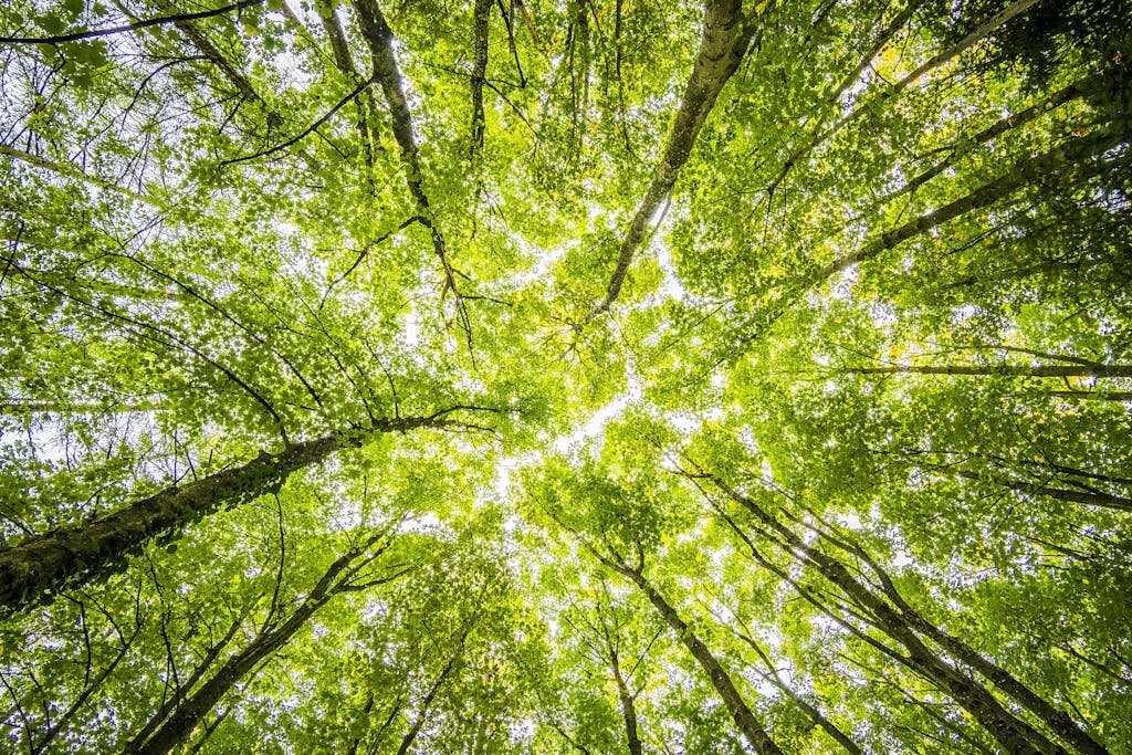 Looking up through the dense green canopy in a vibrant forest, showcasing nature's beauty.