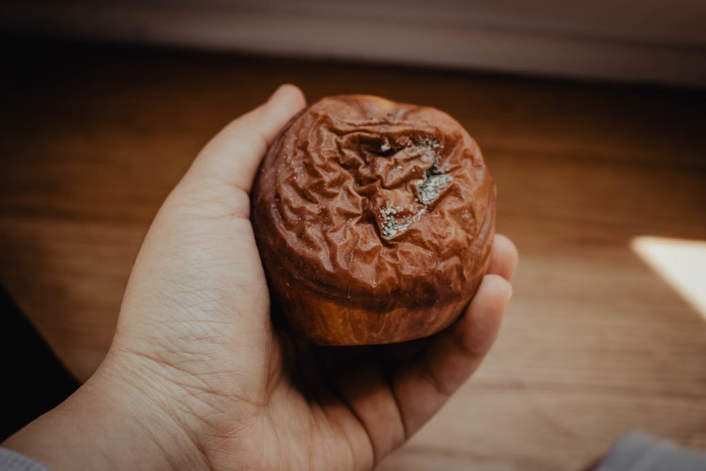 Person Holding Brown Bread