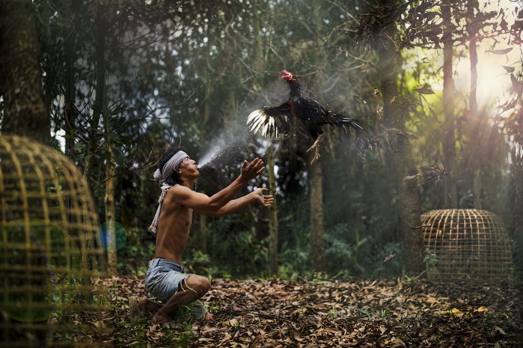 A man joyfully interacts with a rooster in a leafy, sunlit forest in Thailand, capturing a cultural moment.