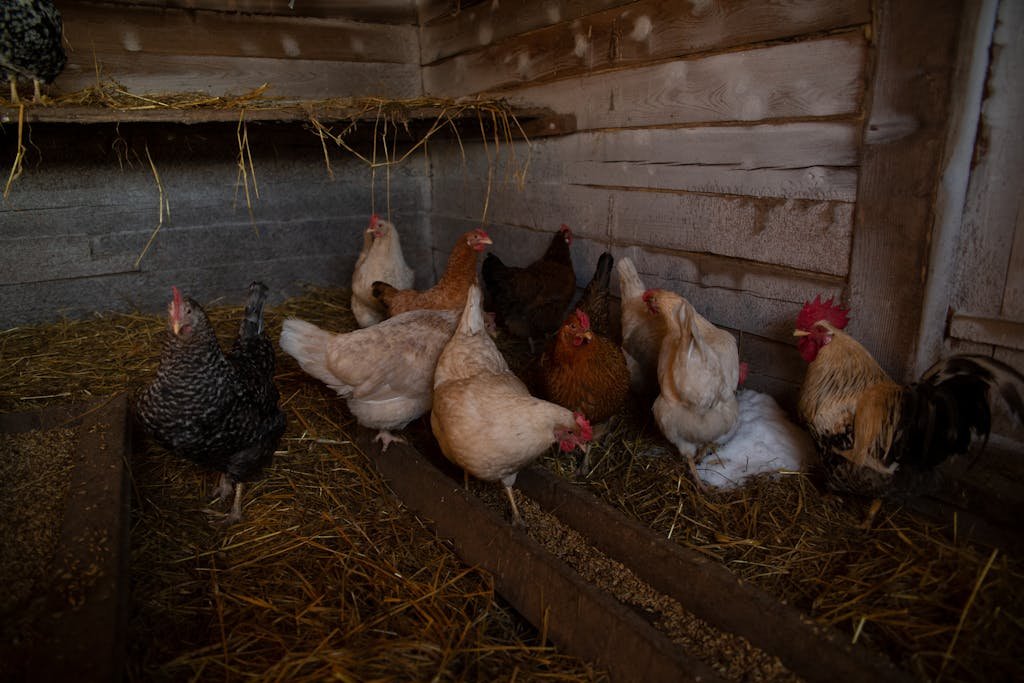 A variety of chickens peck at hay in a rustic wooden chicken coop.