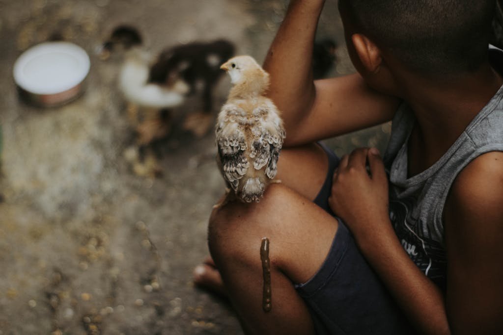 A young boy holding a bird on his hand