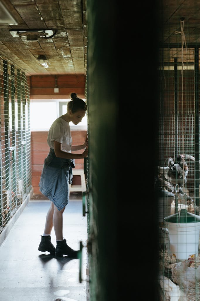 A young woman cares for chickens in a well-lit barn, showcasing rural farm life and animal husbandry.