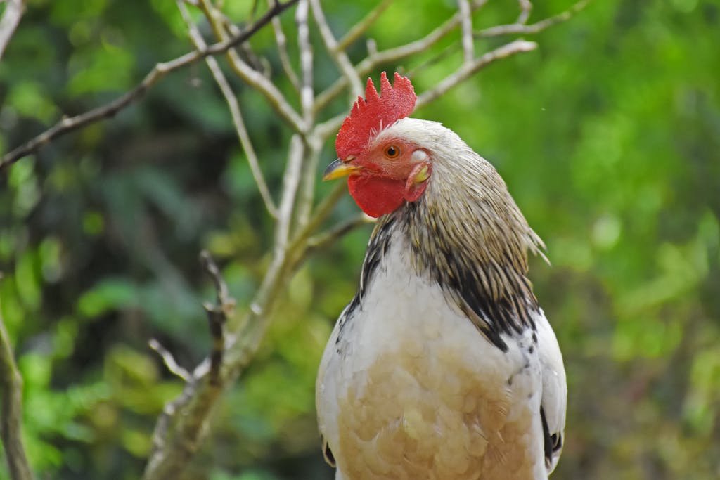 Close-up of a colorful rooster showcasing vibrant plumage against lush green foliage.