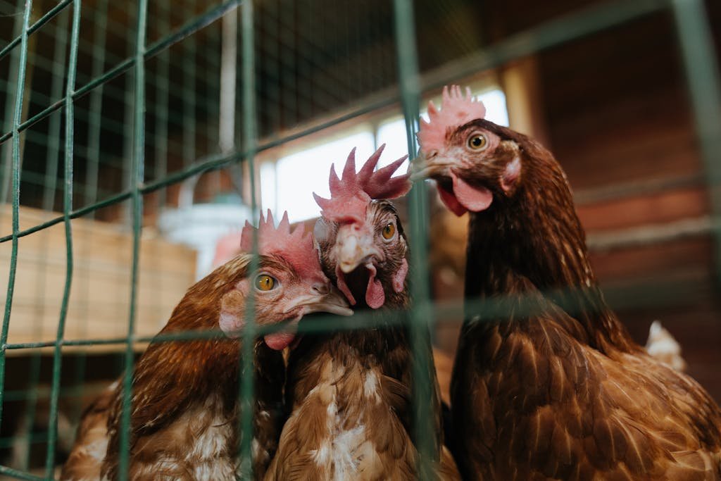 Close-up of three chickens inside a farm coop behind a wire fence.