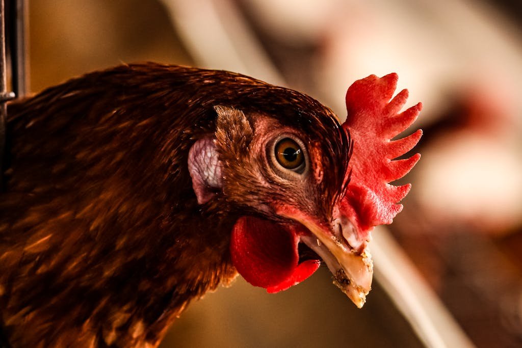 Detailed close-up of a brown hen showing its profile, beak, and vibrant red comb.