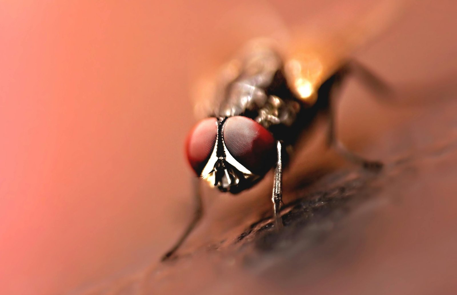 Detailed macro photography of a housefly showcasing its distinctive red eyes and intricate body texture.