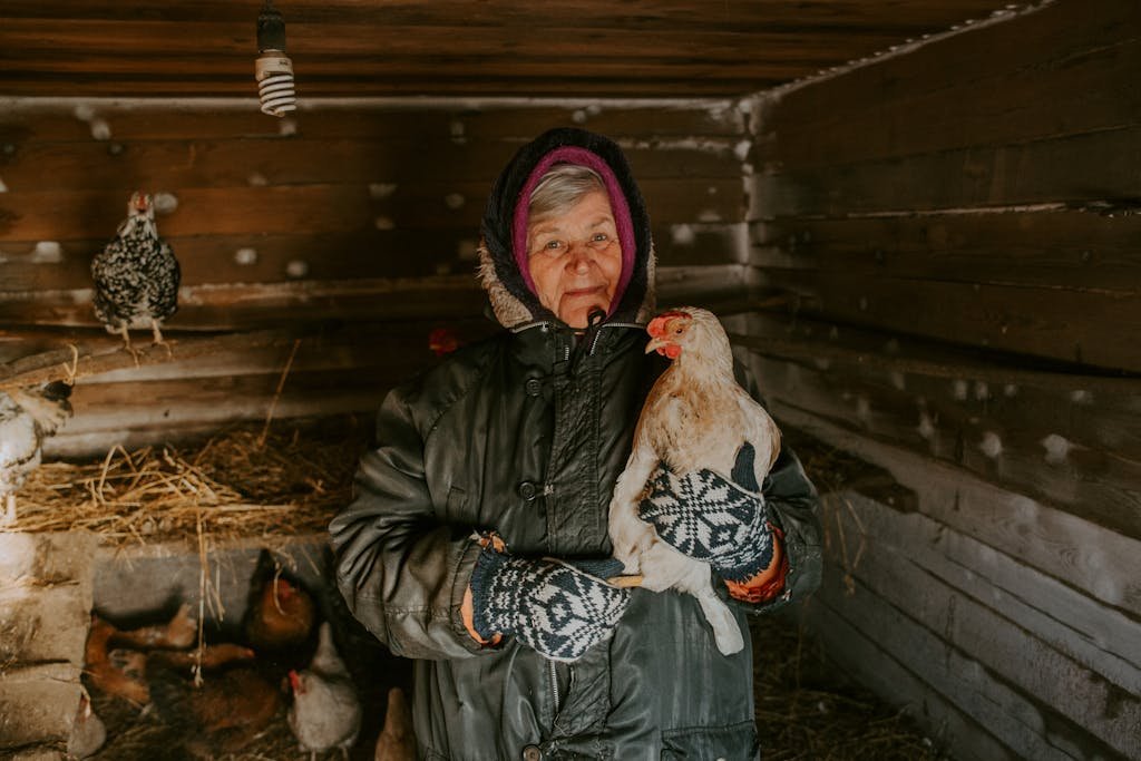 Elderly woman in winter clothes holding a chicken inside a rustic wooden barn with other poultry.