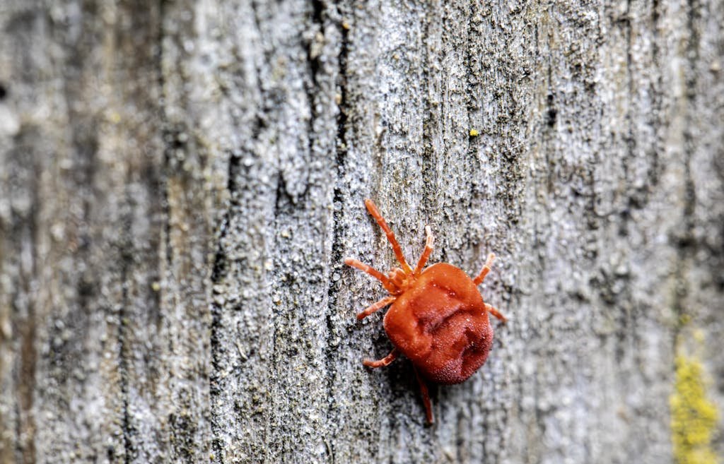 Macro shot of a red velvet mite crawling on an old wood surface, showcasing detailed texture.