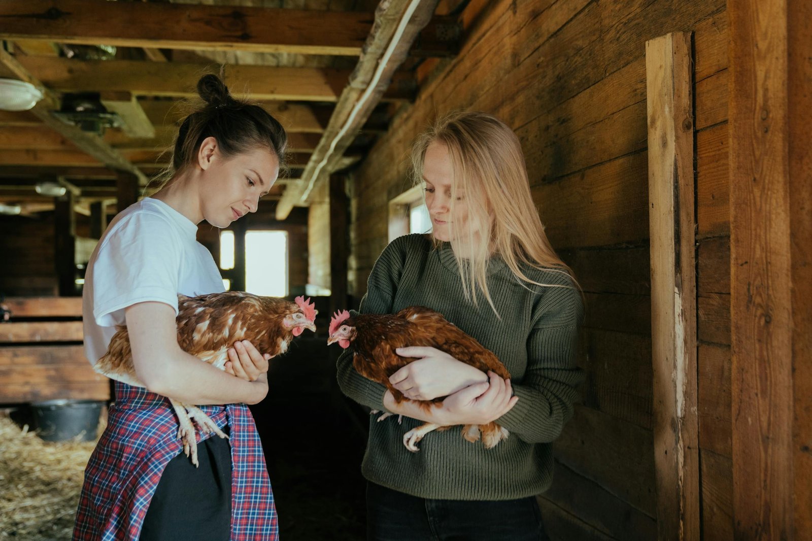 Two women tending to chickens in a rustic barn, showcasing rural life.