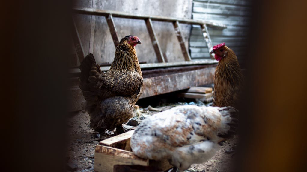 Various graceful hen walking on dry shabby surface and feeding in chicken coop on farm in daylight