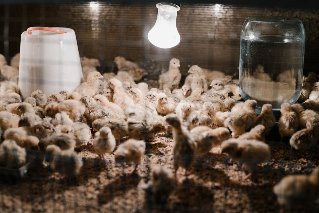 A large flock of chicks in an indoor brooder with a heat lamp, water, and feed.