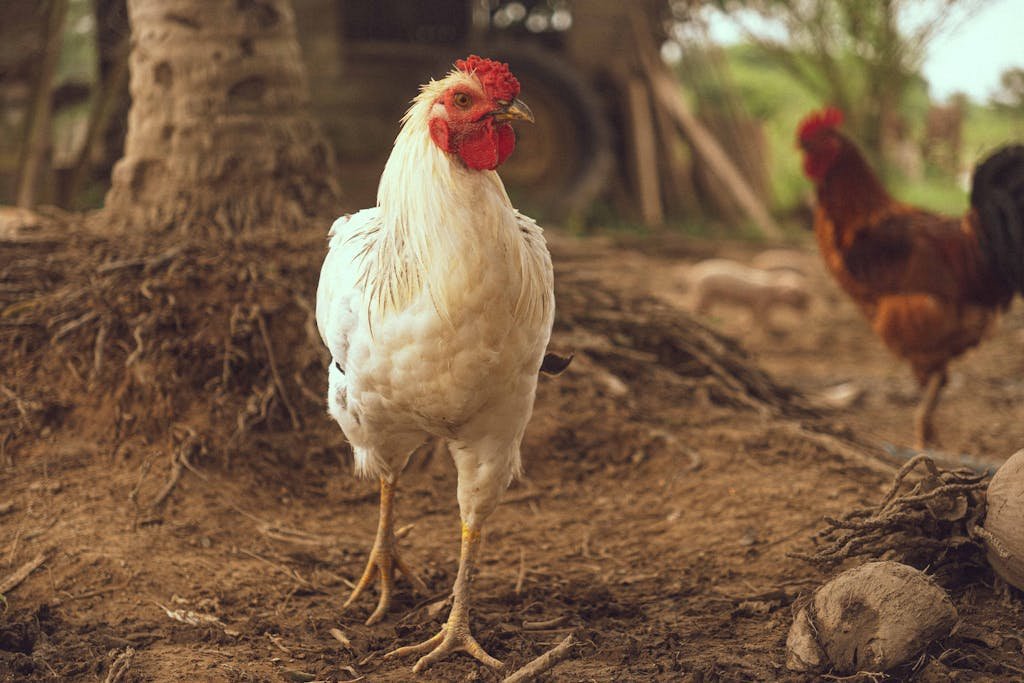 A white rooster standing on a farm, captured in a candid outdoor setting.