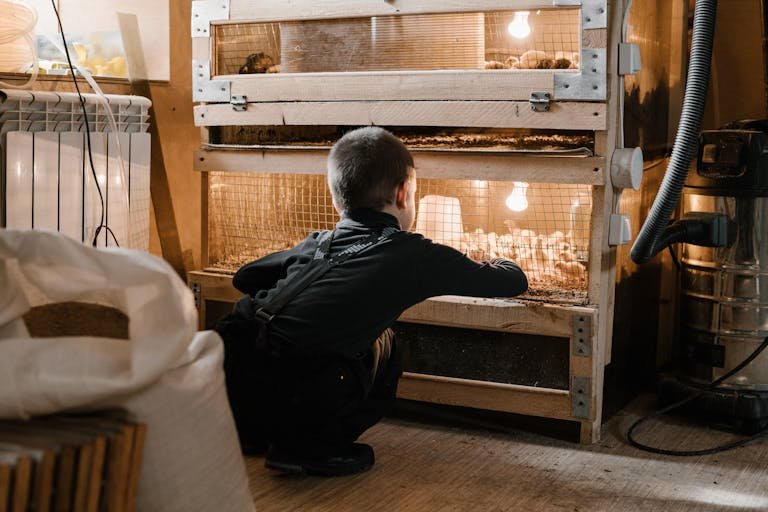 Back view of unrecognizable little boy crouched near cage with little chickens at poultry farm